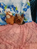 Birdie, a female Yorkshire Terrier for sale in Baker City, OR – 6 of 8