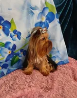 Birdie, a female Yorkshire Terrier for sale in Baker City, OR – 2 of 8