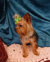 Danny , a male Yorkshire Terrier for sale in Baker City, OR – 2 of 5
