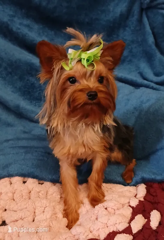 Danny , a male Yorkshire Terrier for sale in Baker City, OR – 1 of 5