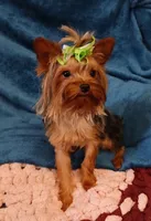 Danny , a male Yorkshire Terrier for sale in Baker City, OR – 1 of 5