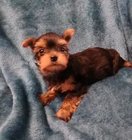 Bear, a male Yorkshire Terrier for sale in Baker City, OR – 5 of 9