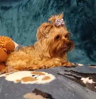 GINGER, a female Yorkshire Terrier for sale in Baker City, OR – 4 of 4