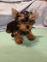 Christina , a female Yorkshire Terrier for sale in Baker City, OR – Photo 5 of 5