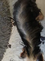 Christina , a female Yorkshire Terrier for sale in Baker City, OR – 2 of 7