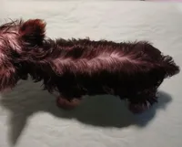 Christina , a female Yorkshire Terrier for sale in Baker City, OR – Photo 3 of 5