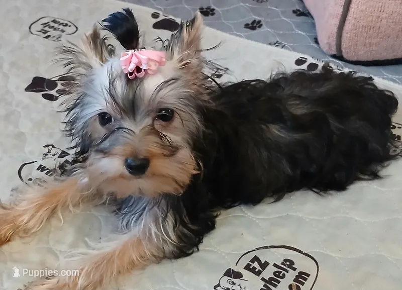 Christina  – Yorkshire Terrier puppy for sale in Baker City, OR