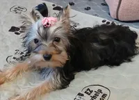 Christina , a female Yorkshire Terrier for sale in Baker City, OR – 1 of 7