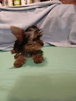 Christina , a female Yorkshire Terrier for sale in Baker City, OR – Photo 4 of 5