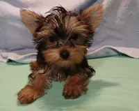 Christina , a female Yorkshire Terrier for sale in Baker City, OR – Photo 2 of 5