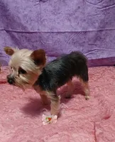 Willow, a female Yorkshire Terrier for sale in Baker City, OR – 4 of 4