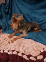 Hannah , a female Yorkshire Terrier for sale in Baker City, OR – 5 of 5