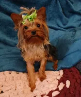 Danny , a male Yorkshire Terrier for sale in Baker City, OR – 3 of 5