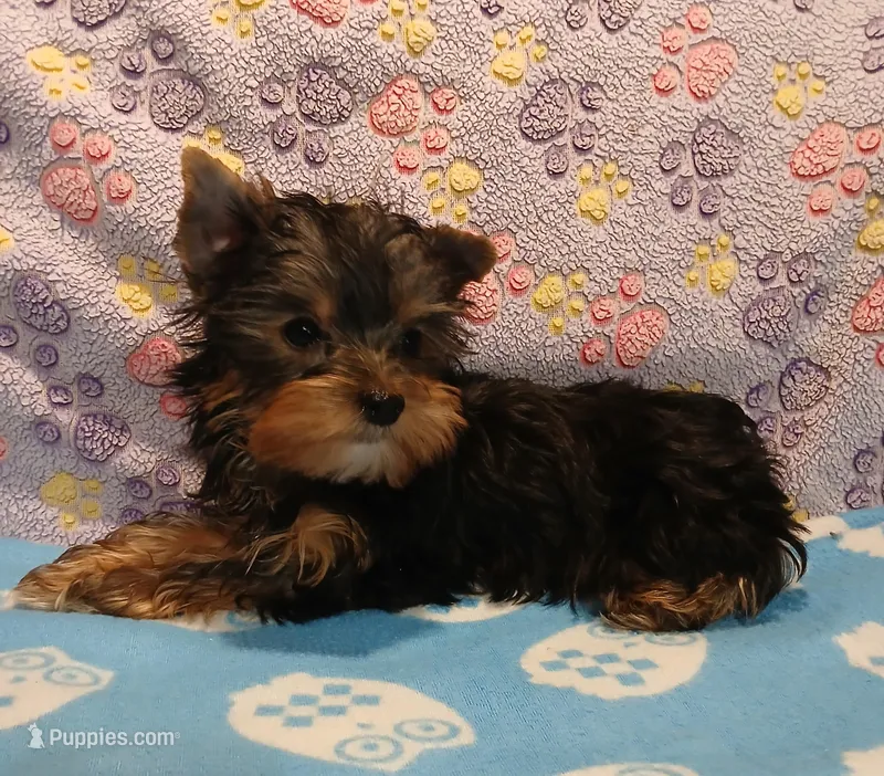 Chris – Yorkshire Terrier puppy for sale in Baker City, OR