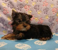 Chris, a male Yorkshire Terrier for sale in Baker City, OR – Photo 1 of 6