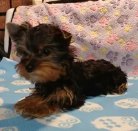 Chris, a male Yorkshire Terrier for sale in Baker City, OR – Photo 3 of 6