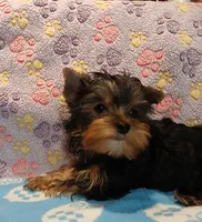 Chris, a male Yorkshire Terrier for sale in Baker City, OR – Photo 5 of 6