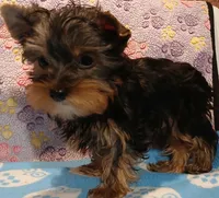 Chris, a male Yorkshire Terrier for sale in Baker City, OR – Photo 6 of 6