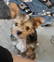 Donnie, a male Yorkshire Terrier for sale in Baker City, OR – 6 of 8