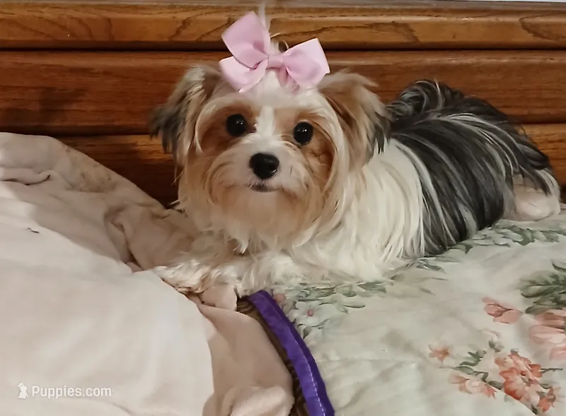 Porsha, a female Yorkshire Terrier for sale in Baker City, OR – 1 of 7