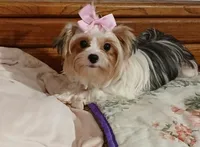 Porsha, a female Yorkshire Terrier for sale in Baker City, OR – 1 of 7