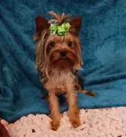 Danny , a male Yorkshire Terrier for sale in Baker City, OR – 5 of 5