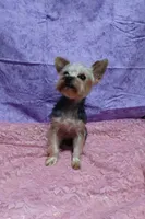 Willow, a female Yorkshire Terrier for sale in Baker City, OR – 2 of 4