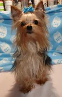 SONIC, a male Yorkshire Terrier for sale in Baker City, OR – Photo 2 of 5
