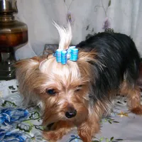 SONIC, a male Yorkshire Terrier for sale in Baker City, OR – Photo 4 of 5