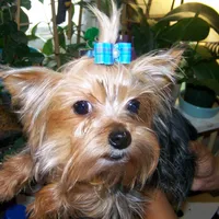 SONIC, a male Yorkshire Terrier for sale in Baker City, OR – Photo 5 of 5