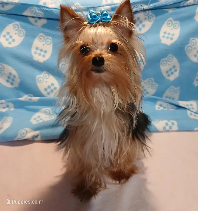 SONIC – Yorkshire Terrier puppy for sale in Baker City, OR