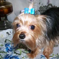 SONIC, a male Yorkshire Terrier for sale in Baker City, OR – Photo 3 of 5