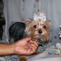 SONIC, a male Yorkshire Terrier for sale in Baker City, OR – Photo 1 of 5
