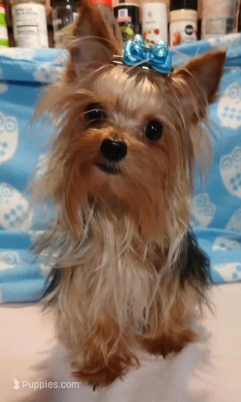 SONIC – Yorkshire Terrier puppy for sale in Baker City, OR