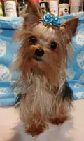 SONIC, a male Yorkshire Terrier for sale in Baker City, OR – Photo 1 of 5