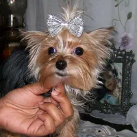 SONIC, a male Yorkshire Terrier for sale in Baker City, OR – Photo 2 of 5