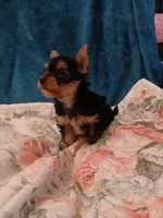 Aladdin , a male Yorkshire Terrier for sale in Baker City, OR – 6 of 7