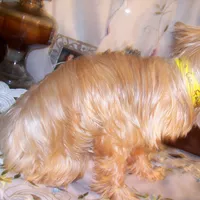 FRANCIS, a female Yorkshire Terrier for sale in La Grande, OR – Photo 2 of 2