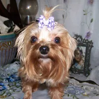 FRANCIS, a female Yorkshire Terrier for sale in La Grande, OR – Photo 1 of 2