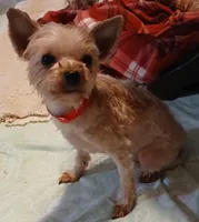 FRANCIS, a female Yorkshire Terrier for sale in Baker City, OR – 2 of 5