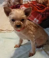 FRANCIS, a female Yorkshire Terrier for sale in Baker City, OR – 5 of 5