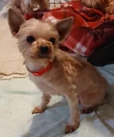 FRANCIS, a female Yorkshire Terrier for sale in Baker City, OR – 4 of 5