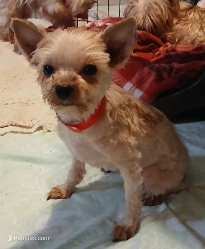 FRANCIS – Yorkshire Terrier puppy for sale in Baker City, OR