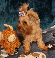 GINGER, a female Yorkshire Terrier for sale in Baker City, OR – 3 of 4