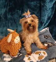 GINGER, a female Yorkshire Terrier for sale in Baker City, OR – 2 of 4