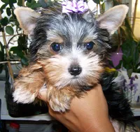 SARA, a female Yorkshire Terrier for sale in La Grande, OR – Photo 2 of 3