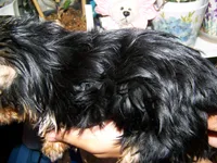 SARA, a female Yorkshire Terrier for sale in La Grande, OR – Photo 3 of 3