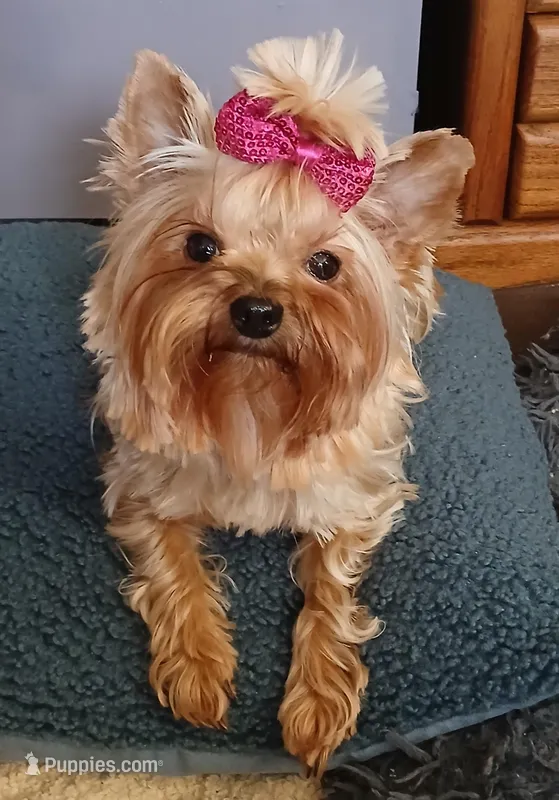 Autumn 🍂  – Yorkshire Terrier puppy on hold in Baker City, OR