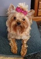 Autumn 🍂 , a female Yorkshire Terrier for sale in Baker City, OR – 1 of 6