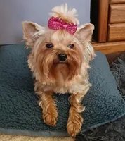 Autumn 🍂 , a female Yorkshire Terrier for sale in Baker City, OR – 5 of 6
